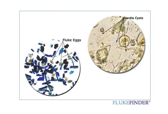 FLUKEFINDER